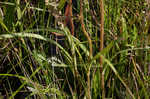 Variableleaf sunflower